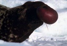 Những loài vật cần phải gặp trước khi chúng biến mất