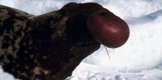 Những loài vật cần phải gặp trước khi chúng biến mất