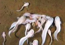 Quay phim loài cá sống ở độ sâu lớn nhất