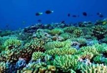 Vi sinh vật có thể là tác nhân giết hại san hô