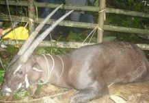 Sao la bị bắt tại Lào