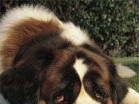 Động vật cũng bị trầm cảm Động vật cũng bị trầm cảm