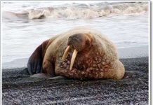 Băng tan có thể gây hại cho hải mã Băng tan có thể gây hại cho hải mã