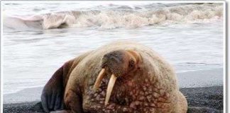 Băng tan có thể gây hại cho hải mã