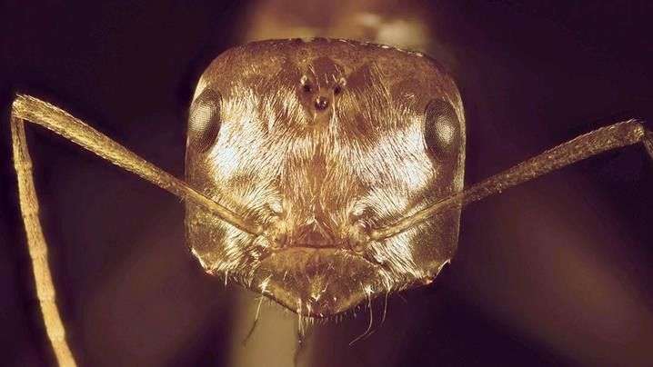 Bí mật của loài kiến sống ung dung tự tại ở sa mạc Sahara