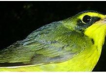 Chim di trú học “ngôn ngữ địa phương”