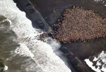 Hải mã di cư ồ ạt từ Bắc Cực sang Mỹ