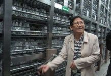 Bảo tồn gene lúa ở IRRI