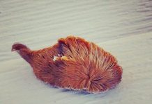 Sâu bướm Puss: Sát thủ "kịch độc" ẩn mình trong vẻ ngoài dễ thương