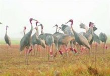 Sếu đầu đỏ lại xuất hiện ở vườn quốc gia Tràm Chim (Đồng Tháp) Sếu đầu đỏ lại xuất hiện ở vườn quốc gia Tràm Chim (Đồng Tháp)