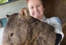 Gấu túi già nhất thế giới