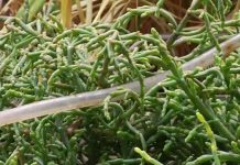 Sao Hỏa đã và đang tồn tại sự sống, lẽ ra chúng ta phải biết tin này từ 40 năm trước