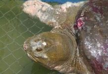 Rùa Hồ Gươm cùng loài với rùa tại Suối Hai