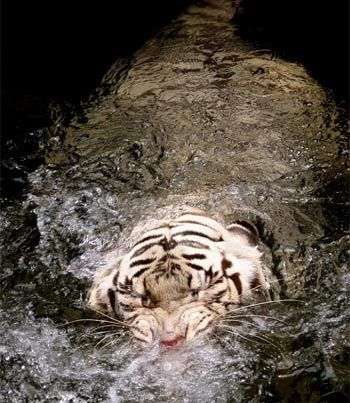 Cơn cuồng ăn của hổ trắng