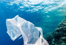 Vi khuẩn tiến hóa có thể “ăn” nhựa làm ô nhiễm đại dương Vi khuẩn tiến hóa có thể “ăn” nhựa làm ô nhiễm đại dương