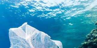 Vi khuẩn tiến hóa có thể “ăn” nhựa làm ô nhiễm đại dương