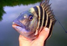 Khám phá 4 loài sinh vật biển kì lạ có hàm răng giống người