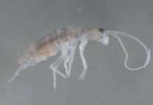 Phát hiện côn trùng sống sâu nhất trong lòng đất Phát hiện côn trùng sống sâu nhất trong lòng đất