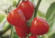 Cà chua hương chanh Cà chua hương chanh