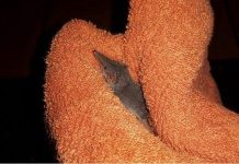 Chuột chù lông xanh quý hiếm được giải cứu từ miệng mèo