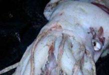 Sock với những động vật có nguồn gốc từ “địa ngục”