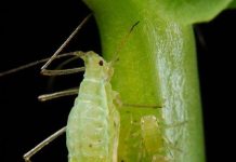 Côn trùng kỳ lạ biết quang hợp như cây