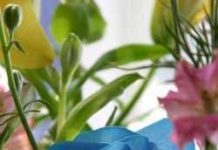 Tạo hoa hồng xanh bằng kỹ thuật RNAi