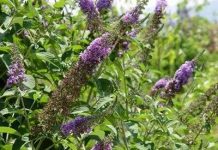 Khi hoa tử đinh hương nở rộ