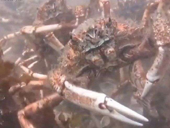 Đội quân cua nhện xé xác bạch tuộc dưới đáy biển