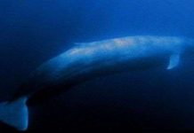 Những động vật ồn ào nhất hành tinh