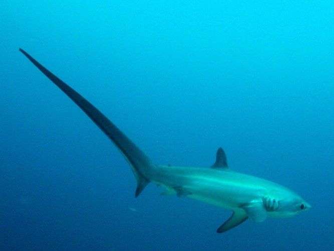 Kinh hoàng với những loài cá mập quái dị tới khó tin