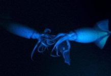 Đàn mực đi săn và ăn thịt đồng loại ở độ sâu gần 800 mét