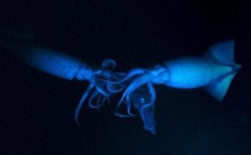 Đàn mực đi săn và ăn thịt đồng loại ở độ sâu gần 800 mét