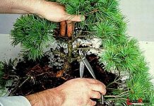 Kỹ thuật uốn cây cảnh tạo dáng nghệ thuật