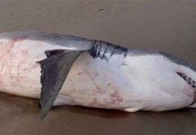 Cá mập trắng chết nghẹn vì sư tử biển