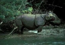 10 loài động vật có nguy cơ tuyệt chủng