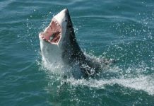 Dự án biến cá mập thành ngư lôi sống của Hải quân Mỹ