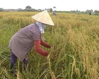Những sáng tạo khoa học nâng cao hiệu quả sản xuất nông nghiệp
