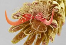 Bức ảnh hé lộ bàn chân đầy lông và vảy của con muỗi