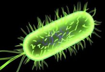 Khuẩn E.coli được mã hóa thông tin bí mật Khuẩn E.coli được mã hóa thông tin bí mật