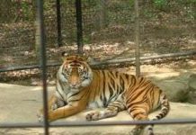 Động vật trong vườn thú khó sinh nở?