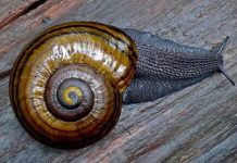 Lỗi kỹ thuật giết hàng loạt ốc sên quý hiếm