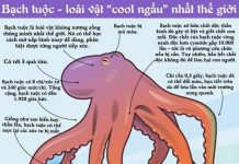 10 sự thật thú vị của loài vật "ngầu" nhất hành tinh