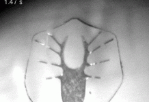 Đại học Harvard chế tạo robot cá đuối từ tế bào tim chuột