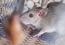 Nga phát triển chuột máy để chống khủng bố