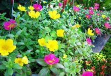 Kỹ thuật trồng và chăm sóc hoa mười giờ