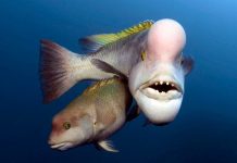 Trung Quốc: Bắt được tôm hùm khổng lồ dài 1,5m, cực kỳ quý hiếm Cá mặt người cái chuyển giới lấn át cá đực