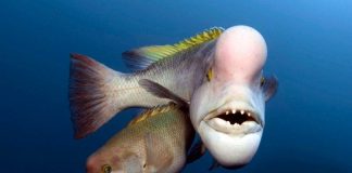 Cá mặt người cái chuyển giới lấn át cá đực