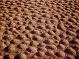 Vùng đất bỗng dưng mọc lên hàng nghìn nấm mồ khiến các nhà khoa học đau đầu