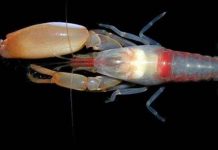 Loài tôm biết “bắn chưởng” như… Songoku Loài tôm biết "bắn chưởng" như... Songoku